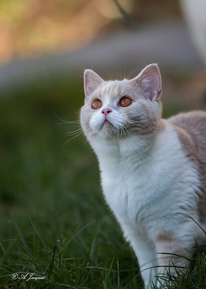 Chat british shorthair